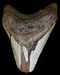 Bargain, Megalodon Tooth - North Carolina #54780-1